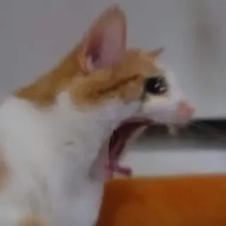 🐱 Screaming Cat Meme telegram sticker