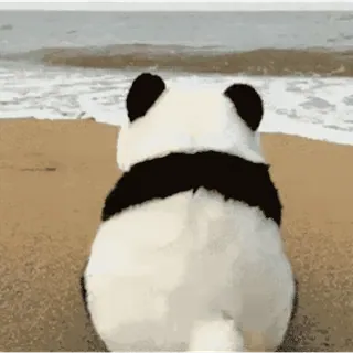 🐶 판다, 해변, 바다, 동물, 바다, 산책 whatsapp sticker