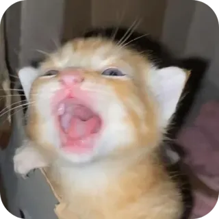 🙀 telegram sticker