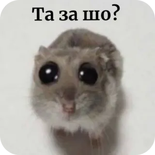 🥲 Та за шо? hamster, cute, animal, meme, funny telegram sticker