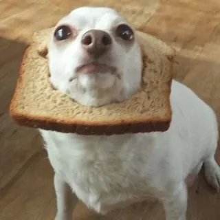 🐶 cão, chihuahua, pão, engraçado, animal de estimação, animal telegram sticker