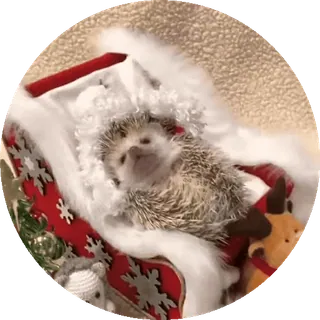 🌟 nhím, động vật, dễ thương, đáng yêu, thú cưng, ông già nô en, giáng sinh telegram sticker