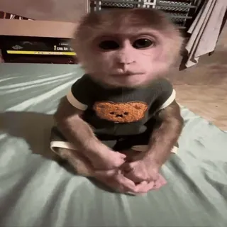 ⏰ Affe, Tier, Primaten, süß, Teddybär telegram sticker