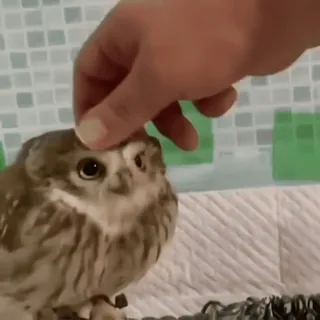 🦉 sowa, ptak, zwierzę, zwierzak, słodki, dzikie zwierzęta telegram sticker