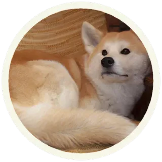 😱 perro, mascota, animal, animal doméstico, akita, animal de compañía telegram sticker