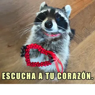 ❤️ ESCUCHA A TU CORAZÓN. rakun, hati, dengarkan kata hatimu, hewan, imut, cinta, pesan whatsapp sticker