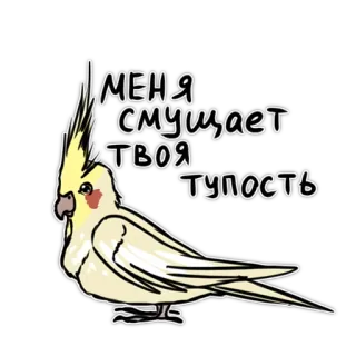🙄 МЕНЯ СМУЩАЕТ ТВОЯ ТУПОСТЬ Papagei, Vogel, Nymphensittich, lustig, unhöflich, Dummheit, Beleidigung whatsapp sticker