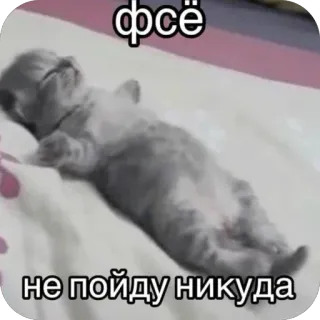 🫥 фсё не пойду никуда cat, kitten, lazy, tired, cute, meme, sleeping, animal telegram sticker