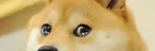🥺 Doge doge, mem, pies, zwierzę, internet telegram sticker