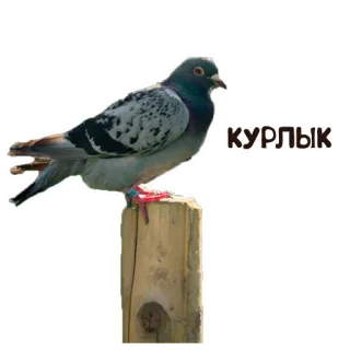 🤓 КУРЛЫК pigeon, bird, russian, sticker whatsapp sticker