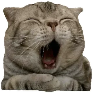 😸 cat, yawning, animal, mammal, pet, domestic animal telegram sticker
