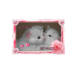 💞 I LOVE U SO MUCH 小猫, 猫, 爱, 爱心, 玫瑰, 动物 whatsapp sticker