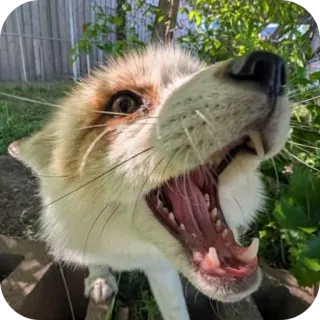 🤪 telegram sticker