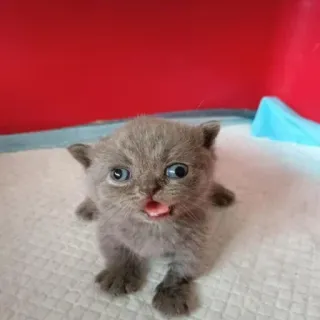 😄 kitten, cat, pet, animal, cute, domestic, feline whatsapp sticker