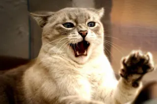 😳 cat, animal, feline, domestic cat, pet, cute, scared telegram sticker
