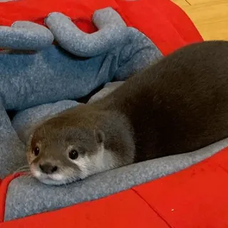 ☹️ loutre, animal, mignon, mammifère, faune sauvage, animal de compagnie telegram sticker