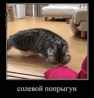 🌟 солевой попрыгун cat, animal, funny, meme, humor telegram sticker
