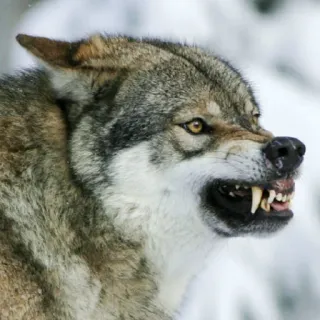 Animals emotions telegram stickers