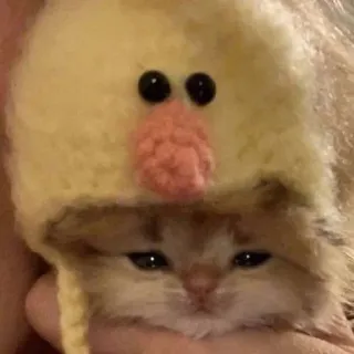 🎀 kitten, cat, hat, cute, animal whatsapp sticker