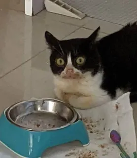 😞 cat, pet, animal, domestic cat, tuxedo cat, eating telegram sticker