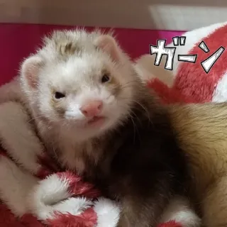 furrbabies whatsapp stickers