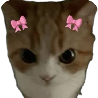 🐱 cat, animal, cute, kitten, pet, pink bows telegram sticker