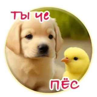 😺 ТЫ ЧЕ ПЁС собака, щенок, цыпленок, животное, милый telegram sticker