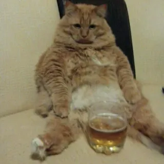 🍺 gatto, bere, birra, animale, umorismo, divertente whatsapp sticker