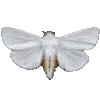🦋