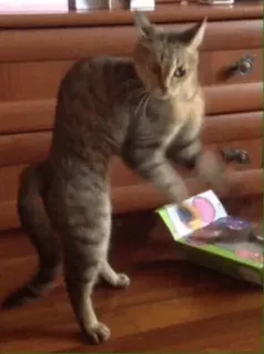 😾 cat, standing, box, funny, animal telegram sticker