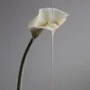 🌷