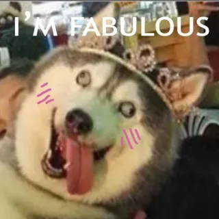 🌈 husky I'M FABULOUS telegram sticker