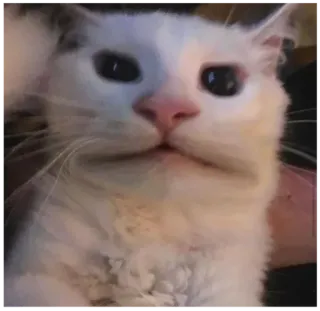 😕 猫, 白猫, 宠物, 动物, 家畜, 可爱, 搞笑 telegram sticker