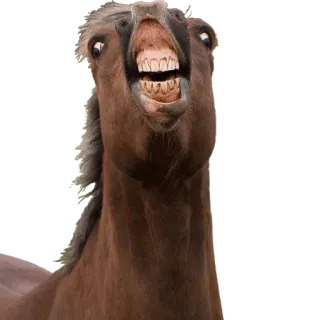 😅 Pferd, Tier, lustig, Zähne, Porträt telegram sticker