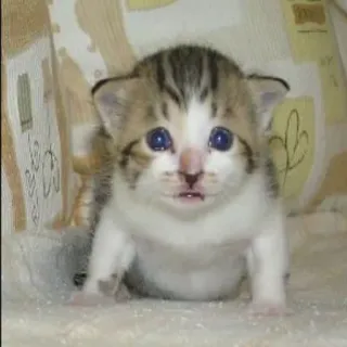 😸 kitten, cat, cute, animal, pet, small whatsapp sticker