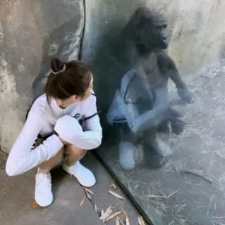 🦅 zoo, gorila, mulher, animal, observação, cativeiro, vidro whatsapp sticker