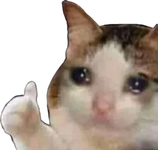 🥺 kucing, jari tengah, menyinggung, meme, hewan telegram sticker