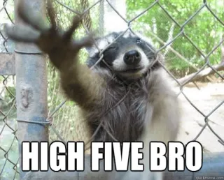 ✋ HIGH FIVE BRO mapache, choca esos cinco, animales, gracioso, hermano, saludo whatsapp sticker