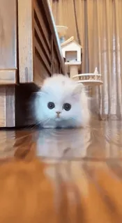 🏃 кот, котенок, животное, милый, питомец, пушистый, белый кот telegram sticker