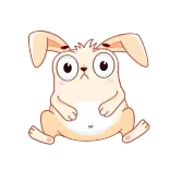 🐰