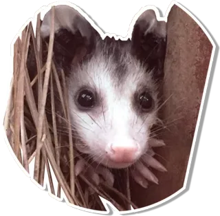 ❔ オポッサム, 動物, かわいい, 野生動物, 有袋類 telegram sticker