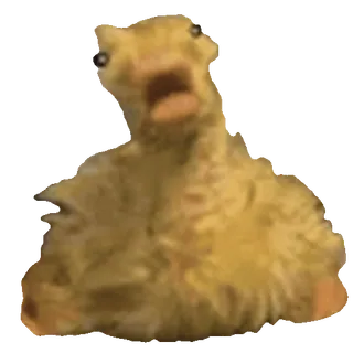 🦆