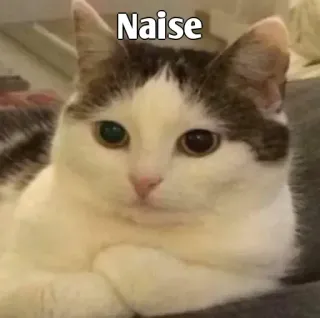 👀 Naise gato, meme, animal, mascota, divertido, naise, lindo whatsapp sticker