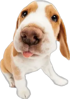 😛 cane, beagle, animale, animale domestico, cucciolo, carino, lingua, divertente telegram sticker
