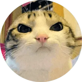 👿 chat, en colère, grincheux, mème, drôle telegram sticker