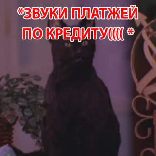 🥶 *ЗВУКИ ПЛАТЖЕЙ ПО КРЕДИТУ((( * 猫, 金融, 借金, 支払い, ミーム telegram sticker