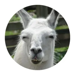 Funny Alpaca(@alp_stickers) telegram stickers