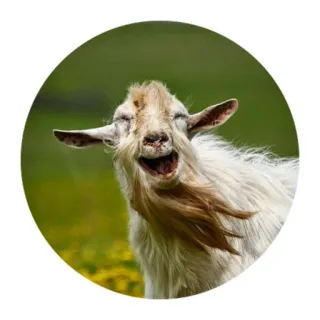 😃 goat, animal, laughing, funny, cute telegram sticker