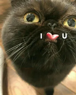 ❤️ I u U cat, kitten, cute, love, adorable, pet, domestic animal telegram sticker