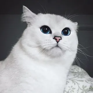 😐 gato, gato branco, olhos azuis, animal de estimação, animal, fofo, gato doméstico telegram sticker